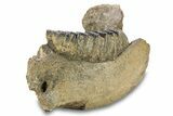 Southern Mammoth Partial Mandible with M Molar - Hungary #295857-3